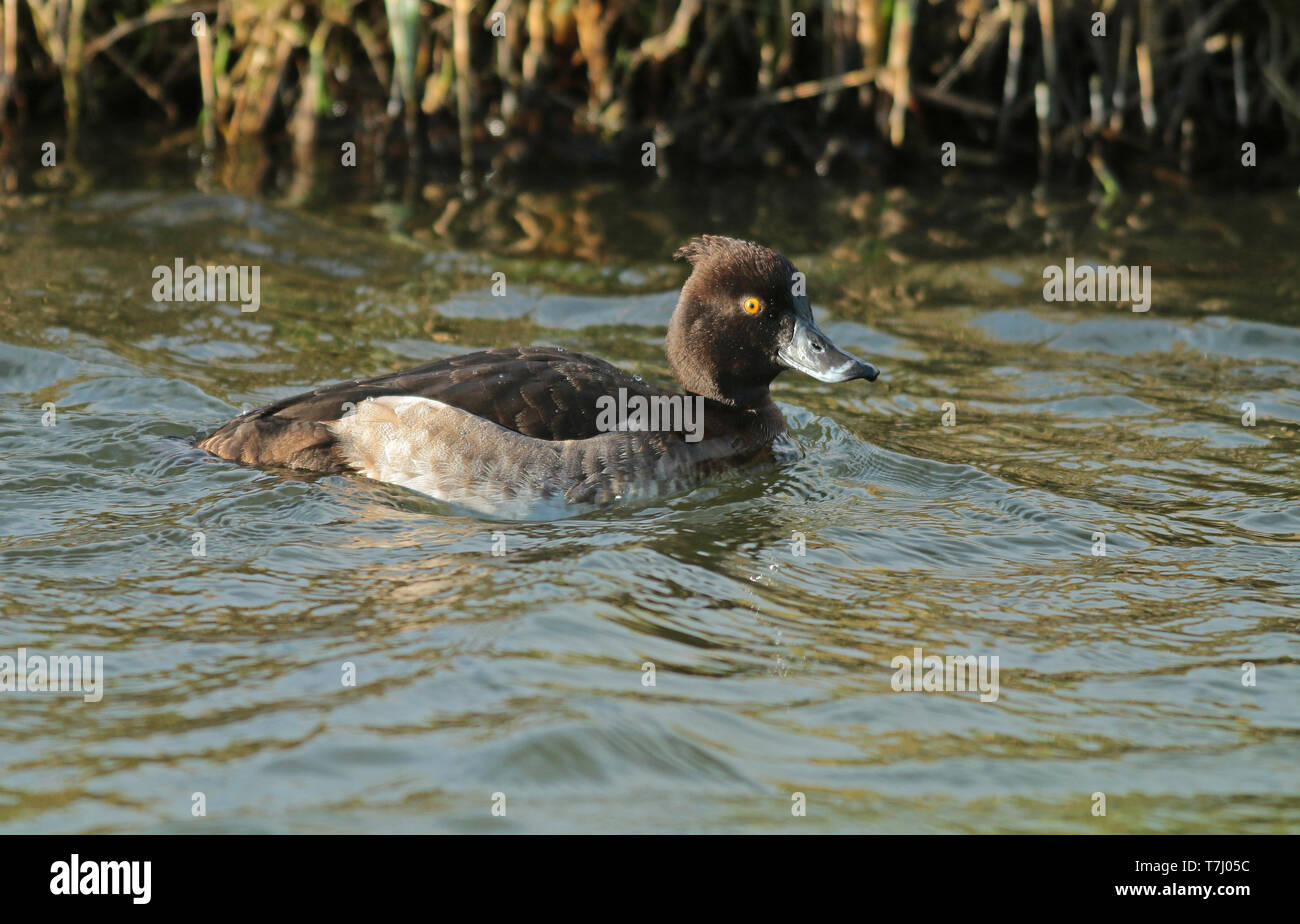 Weibliche Reiherente (Aythya fuligula) Schwimmen im Süßwasser-Kanal, von der Seite gesehen. Stockfoto