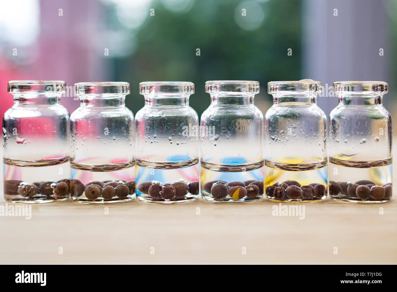 Eine Vielzahl von Sweet Pea samen Einweichen in Wasser in Gläsern Stockfoto