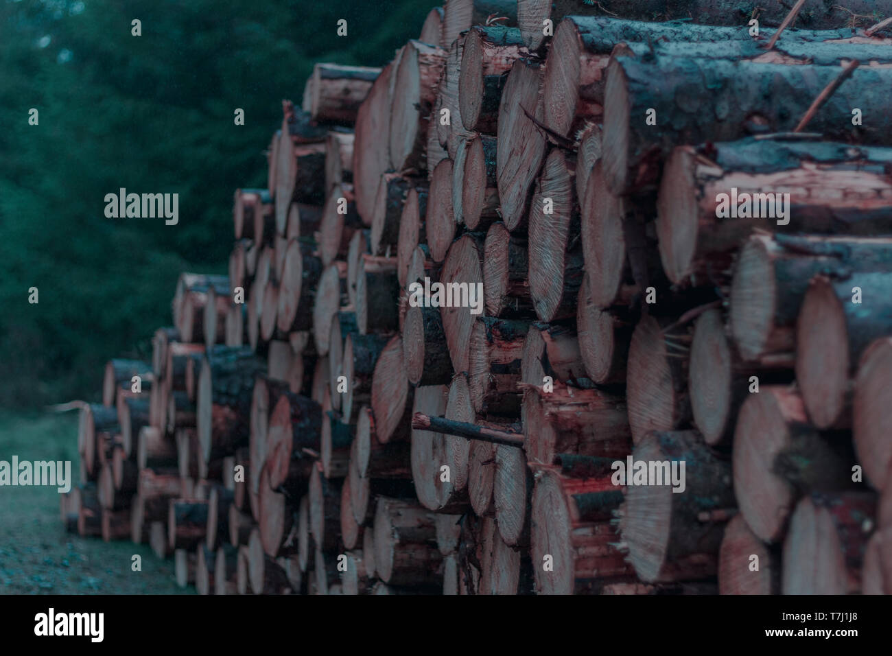 Tibradden Holz Wald in Dublin, Irland, 2019. Stockfoto