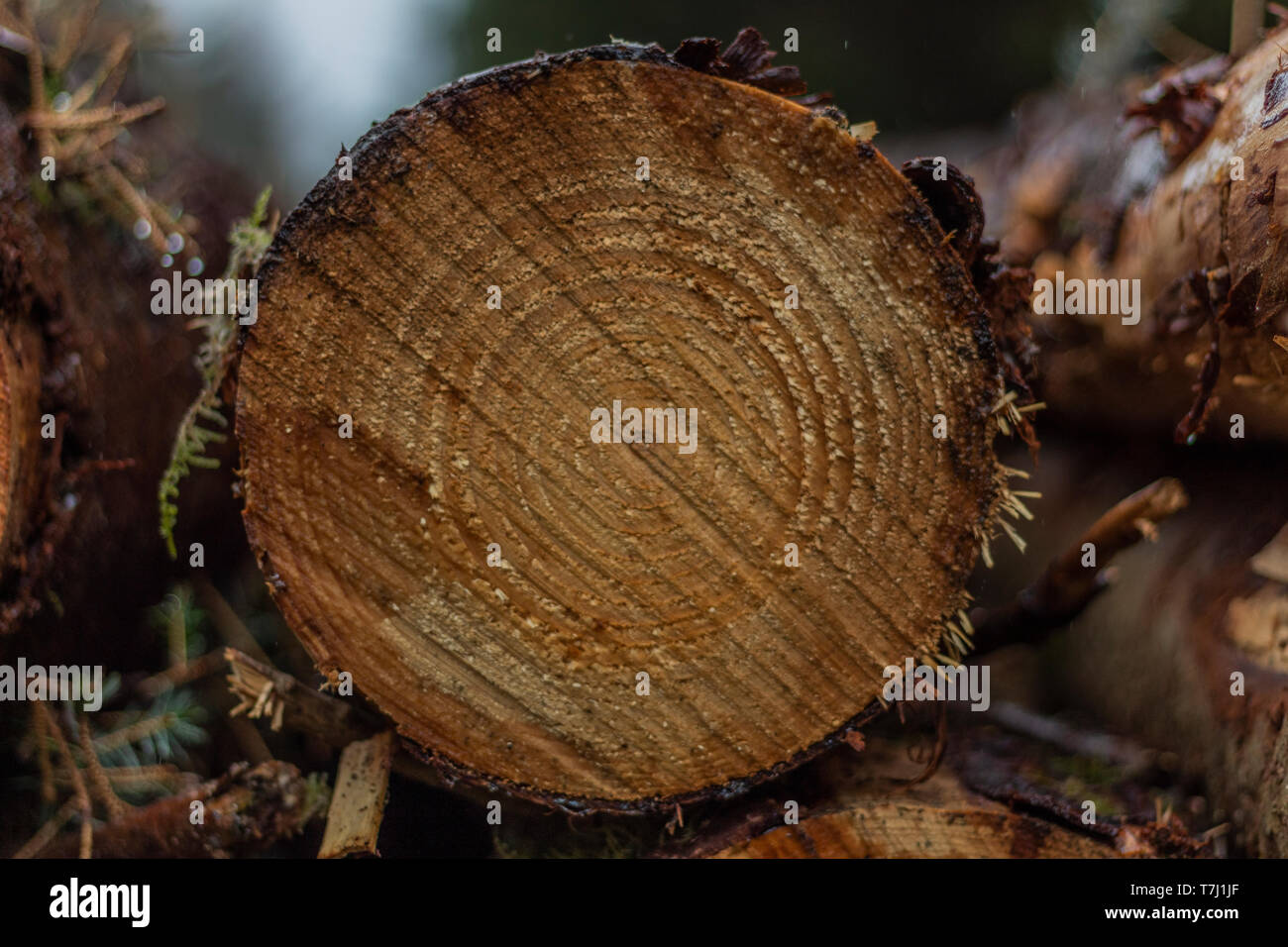 Tibradden Holz Wald in Dublin, Irland, 2019. Stockfoto