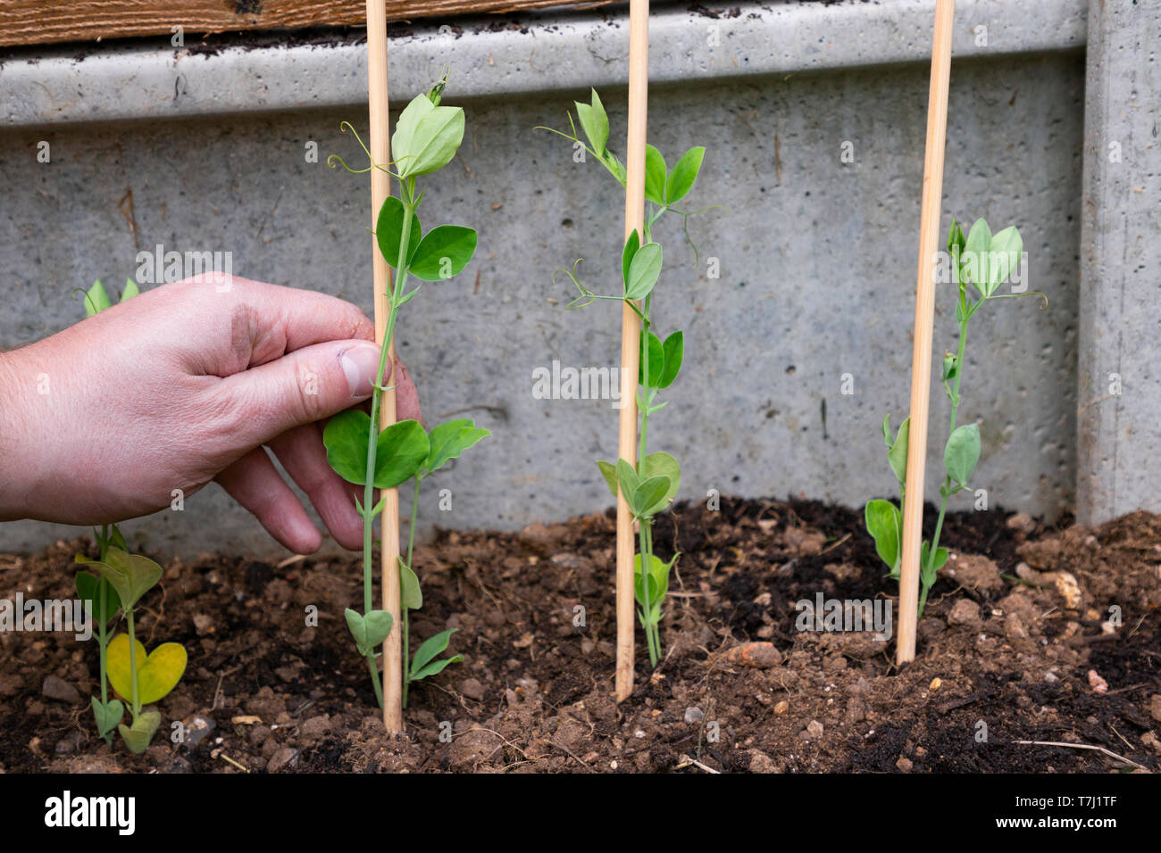 Hinzufügen eines cane Unterstützung für Sweet pea Pflanzen Stockfoto