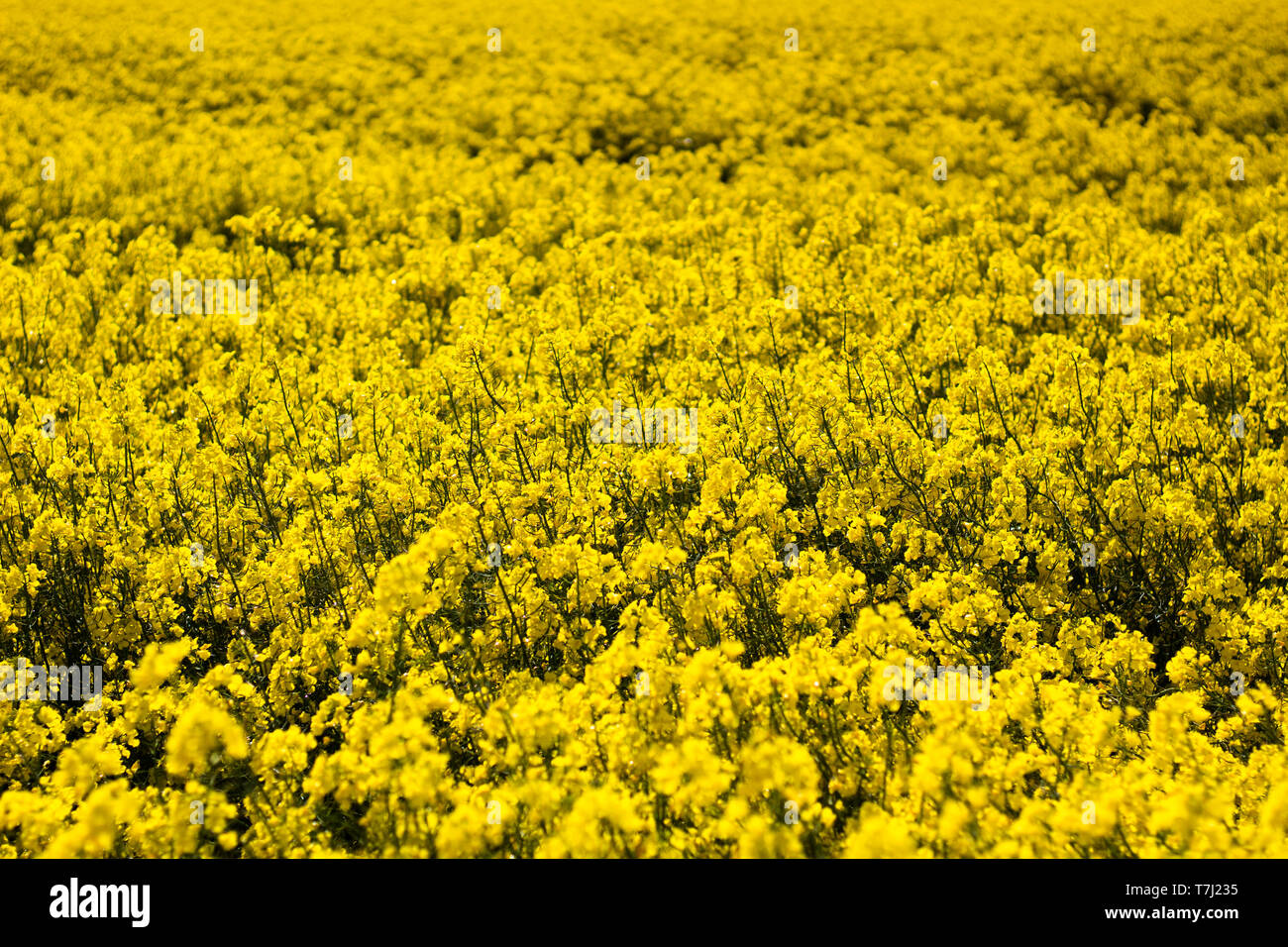 Gelbe Rapsfelder in Dublin, Irland, 2019. Stockfoto