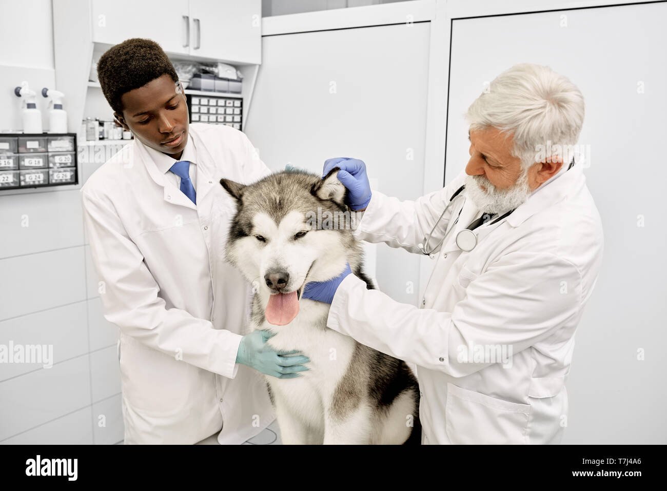 Ärzte der Tierklinik beobachten Ohr auf malamute. Schöne große Hund sitzen auf Prüfung in der Tierklinik. Afrikanische Assistent helfen älteren Tierarzt Arzt, streichelt Hund. Stockfoto