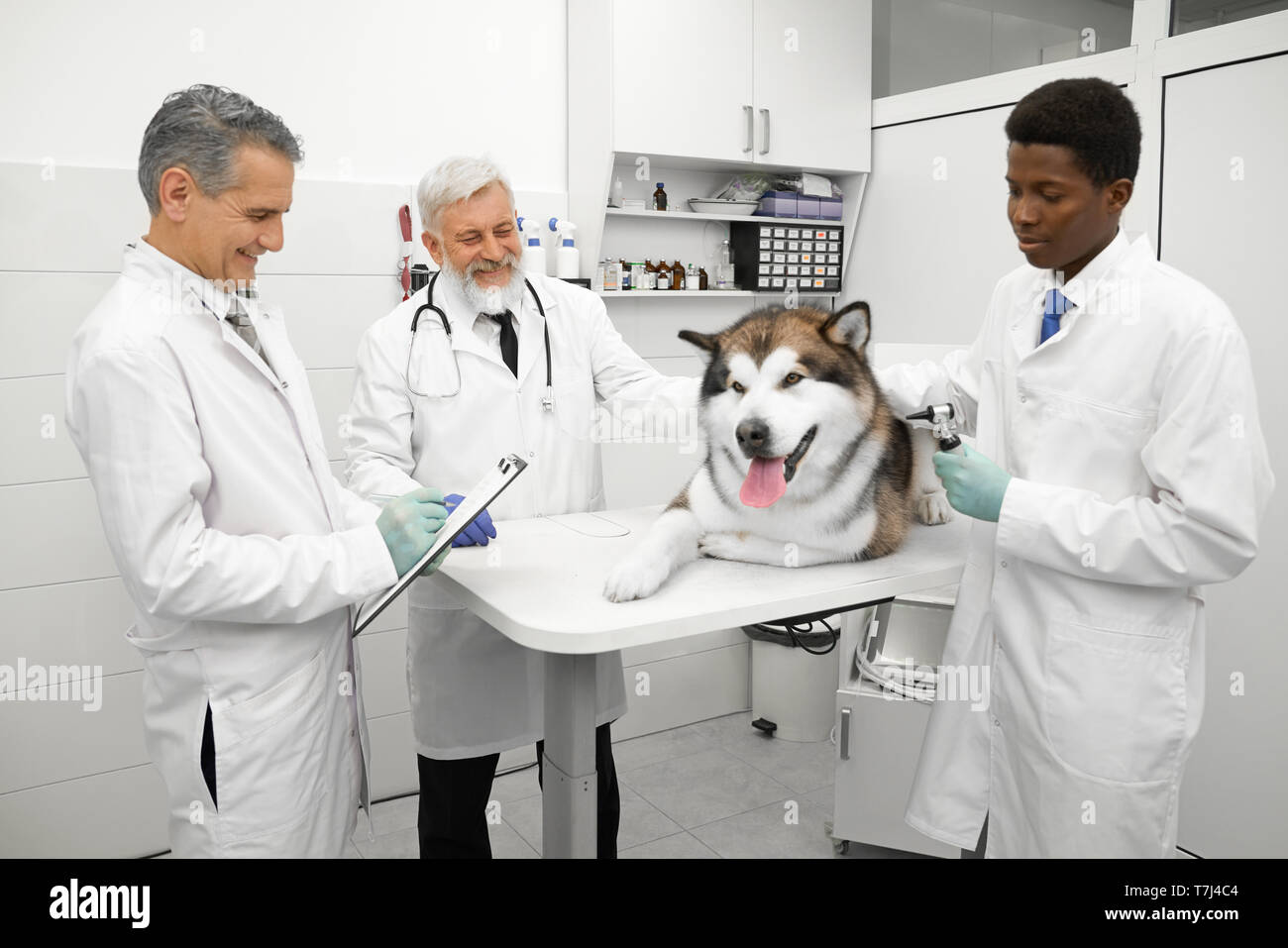 Freundliche ärzte Beobachten und Überprüfen der Gesundheitszustand der Großen ziemlich malamute im arzneischrank. Niedlichen Hund liegend auf weißem Tabelle auf Prüfung. Tierärzte tragen in der medizinischen Mänteln und Handschuhen. Stockfoto