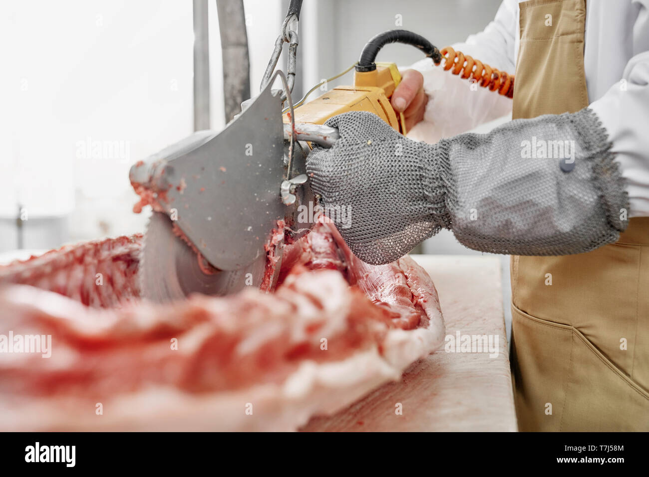 In der Nähe von elektrischen Messer schneiden Wirbel, Knochen von Schweinefleisch Schlachtkörper. Hände von Metzger in Handschuhe slicing Schwein oder Rind mit speziellen Gerät. Arbeiter in weiße Uniform, Handschuhe und braune Schürze. Stockfoto