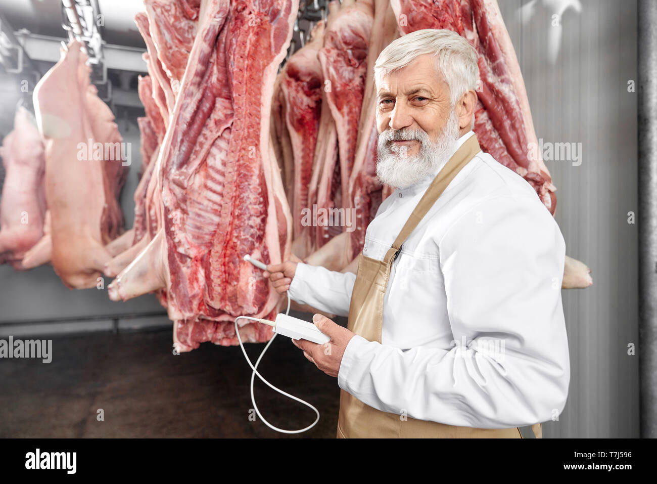 Älterer Mann mit grauem Bart und Haare stehen in Kühlschrank und Testen von frischem Schweinefleisch Schlachtkörper. Metzger in weißer Uniform und braune Schürze Haltevorrichtung, posierend, an der Kamera schaut. Stockfoto