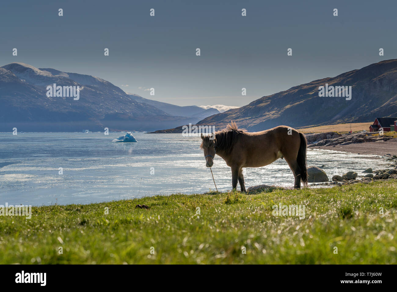Pferd, Qassiarsuk oder Brattahlid, Südgrönland Stockfoto