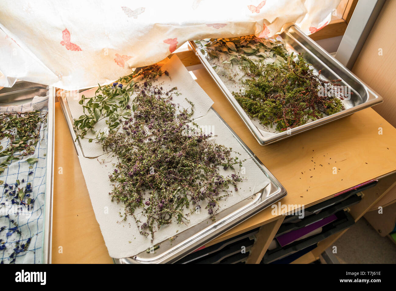 Kräuter, Qassiarsuk oder Brattahlid, Südgrönland Stockfoto