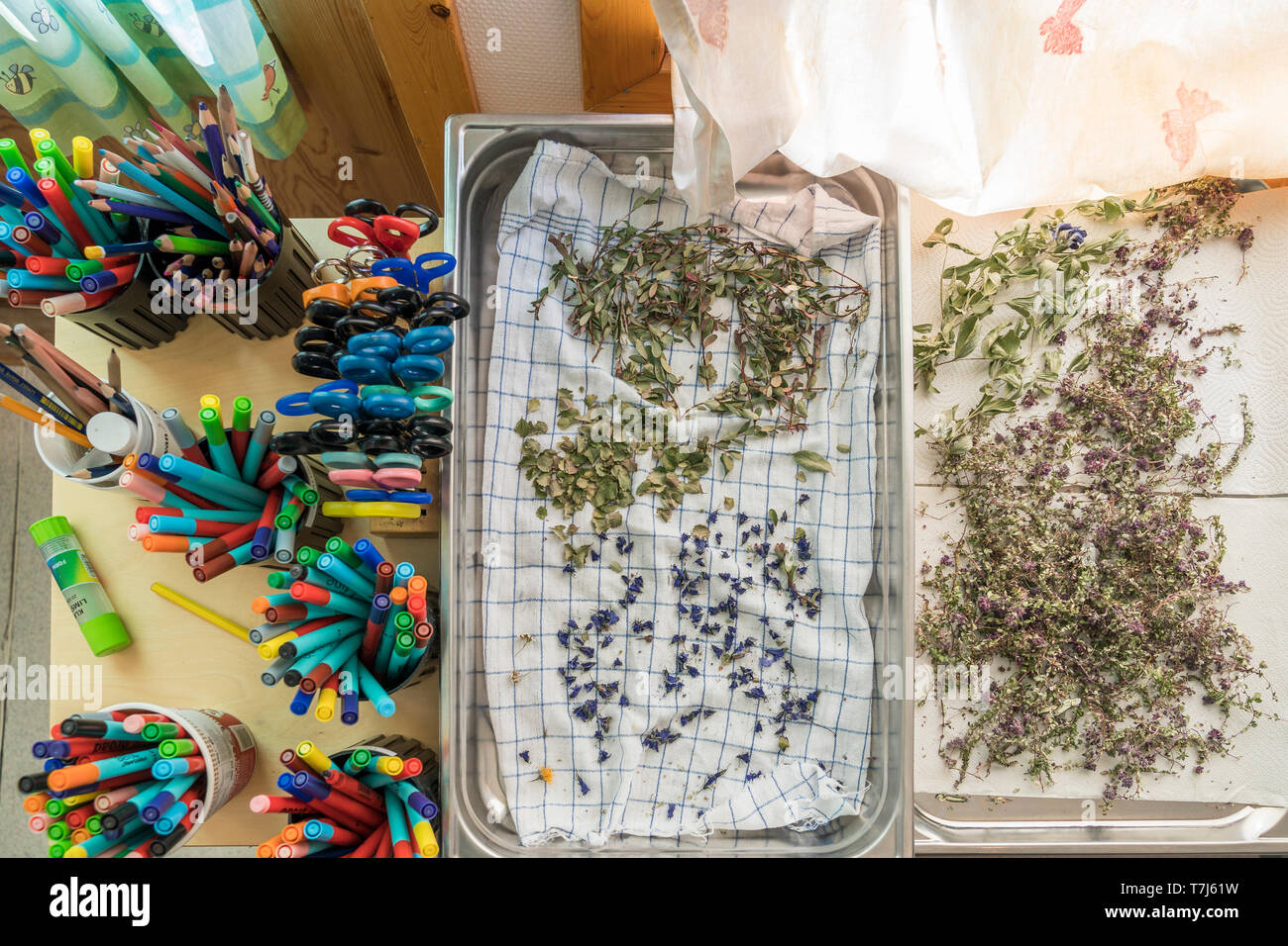 Kräuter, Qassiarsuk oder Brattahlid, Südgrönland Stockfoto