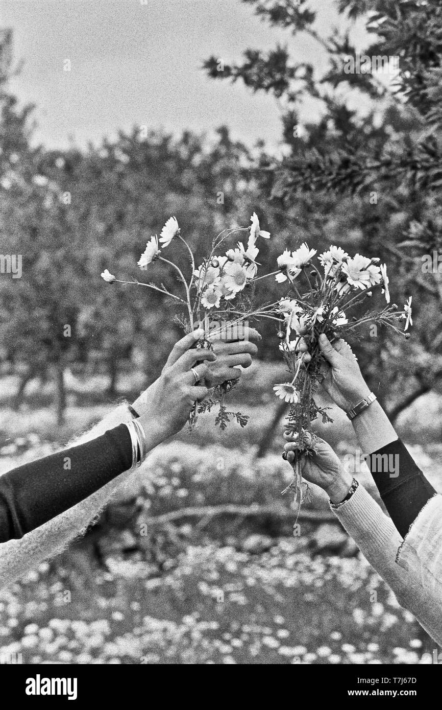 Hände mit Blumenstrauß in Ibiza, ist Es Canar, 70er. Stockfoto