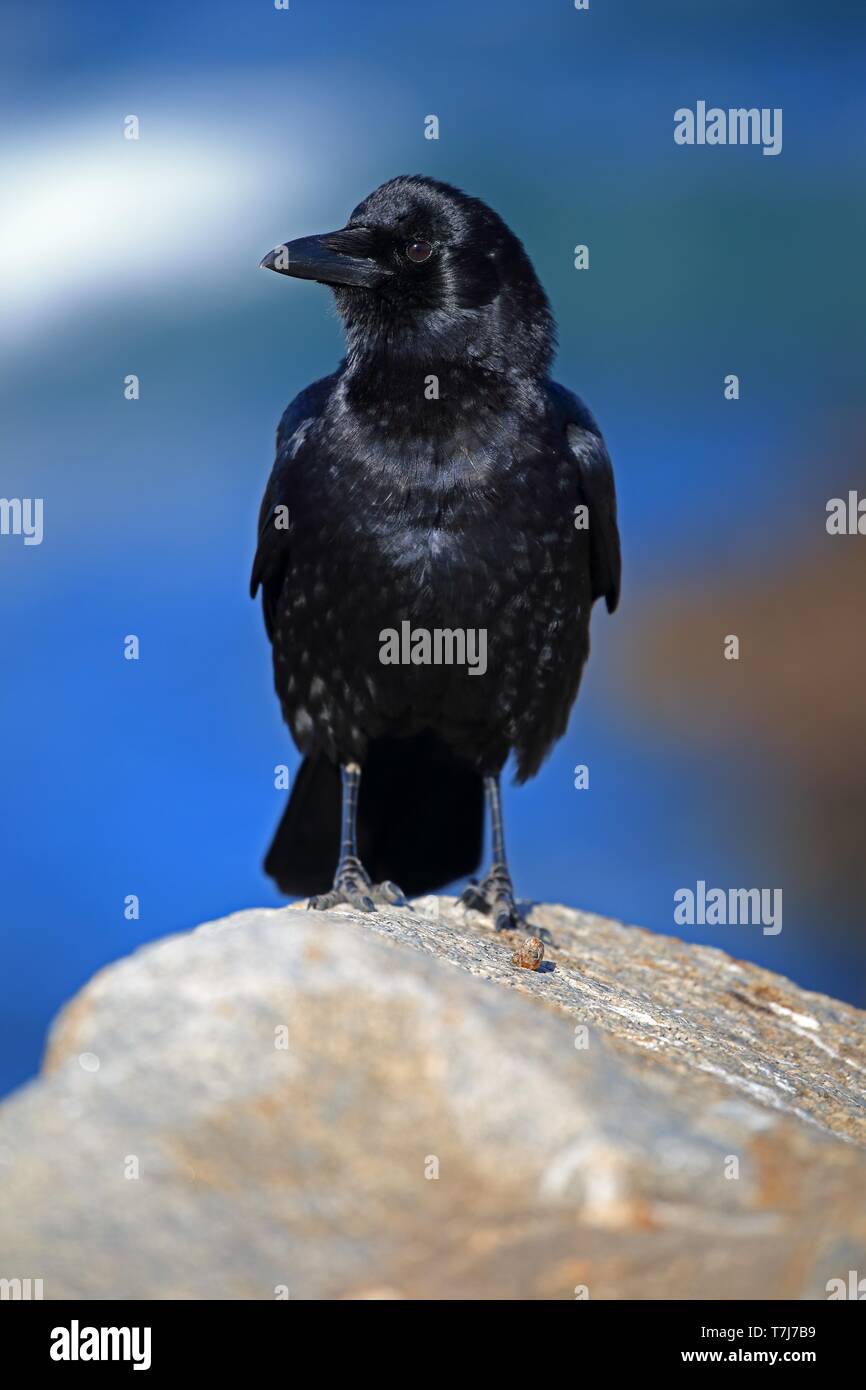 Amerikanische Krähen (Corvus brachyrhynchos), Erwachsener, steht auf Felsen, Kalifornien, North America, USA Stockfoto