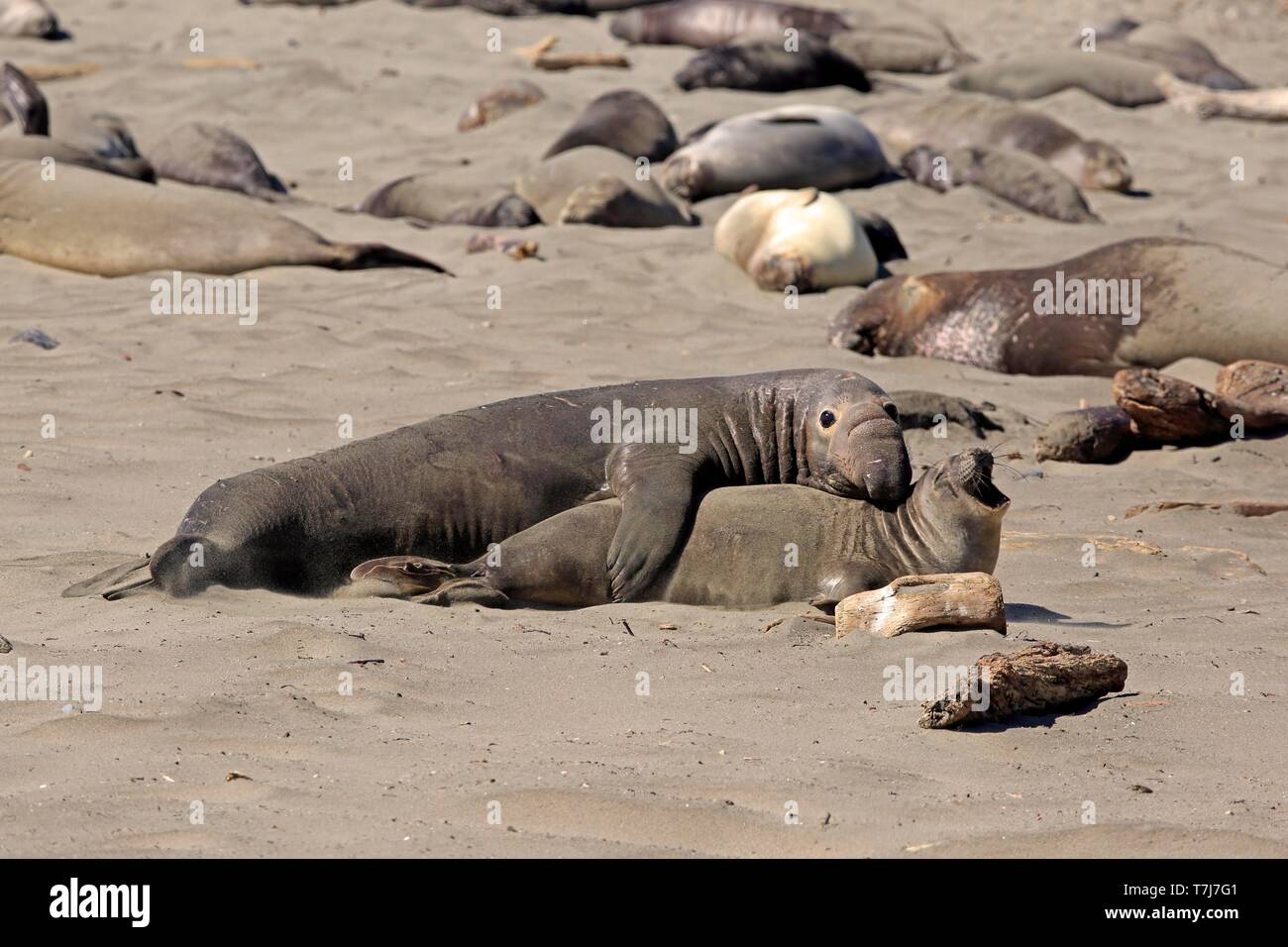 Nördlichen Seeelefanten (Mirounga leonina angustirostris), nach paar am Strand Paarung, Elephant seal Kolonie, Piedras Blancas Rookery, San Simeon San Stockfoto