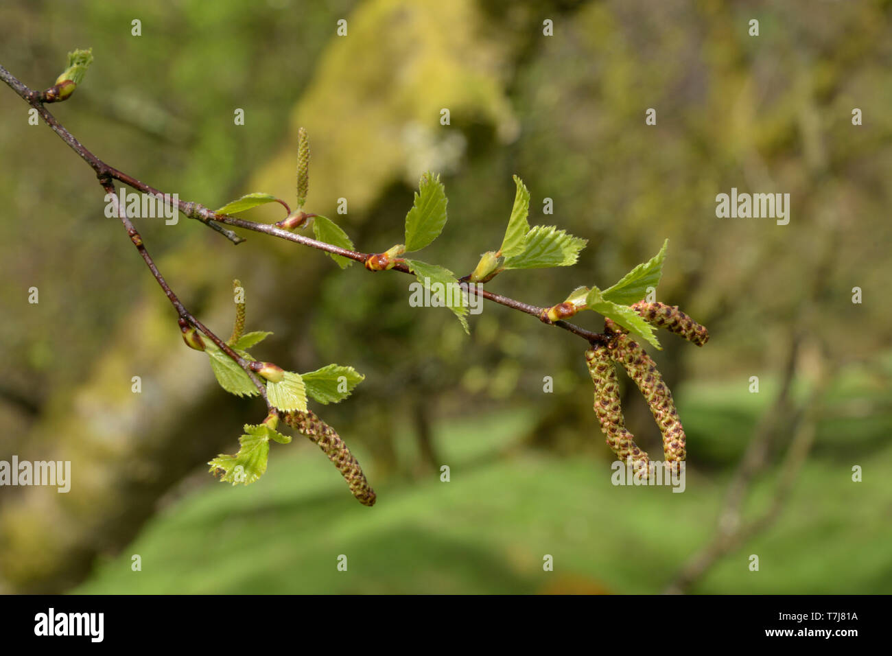 Silver Birch Palmkätzchen, Betula pendula Stockfoto