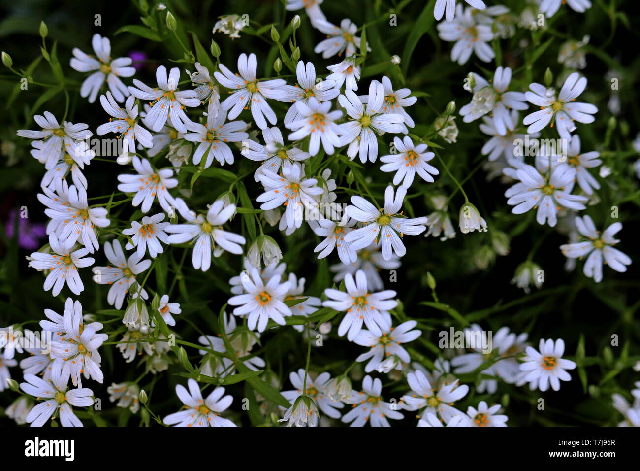 Mehr Sternmiere, Stellaria holostea, Arme-Leute-Knopfloch, pflanzliche Heilmittel sagte zu Schmerzen bekannt als titch', die den Menschen befällt, wenn sie Heilung Stockfoto