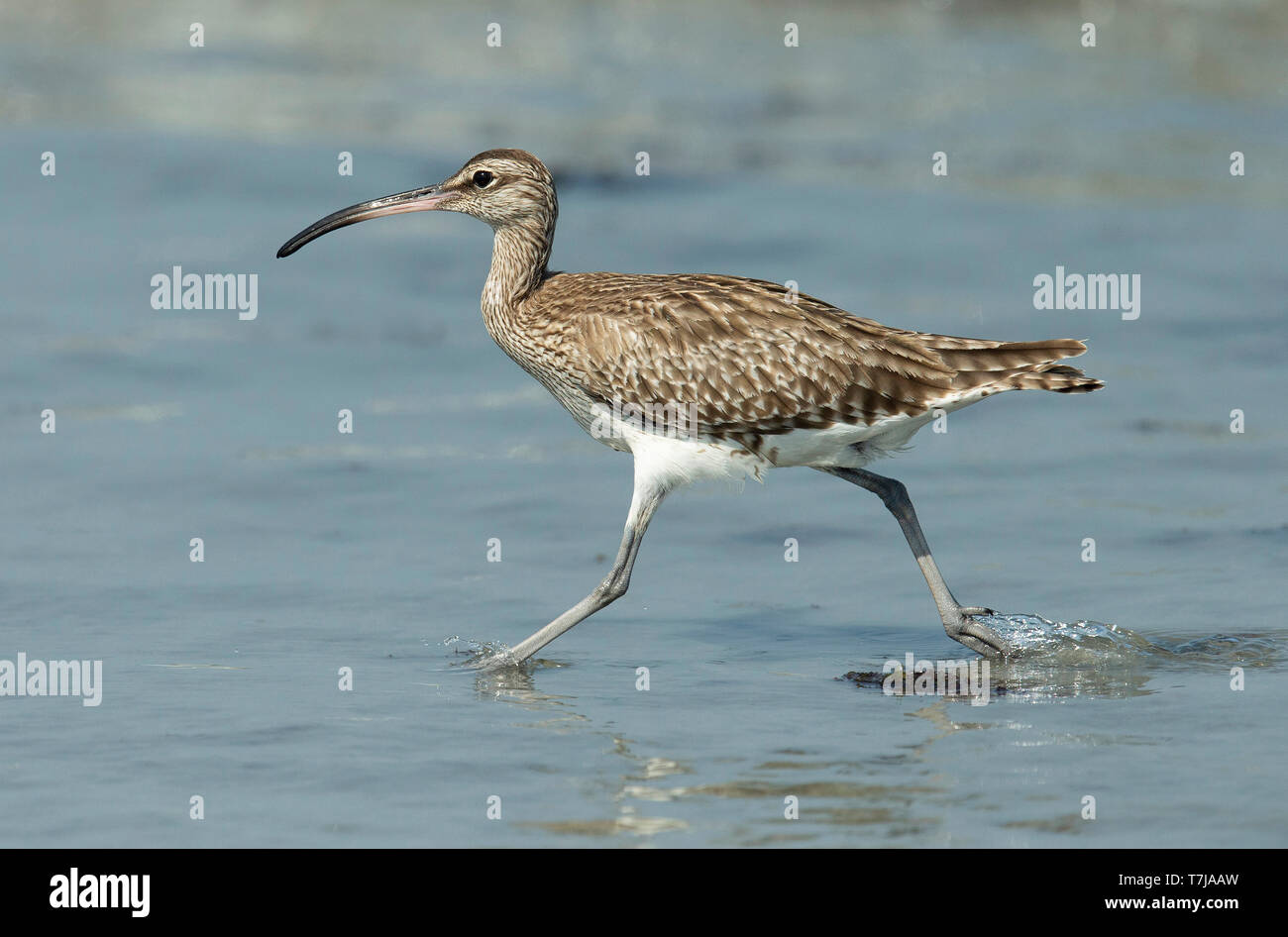 Eurasischen Regenbrachvogel (Numenius phaeopus) durch das Meer am Strand in Gambia im Winter. Stockfoto