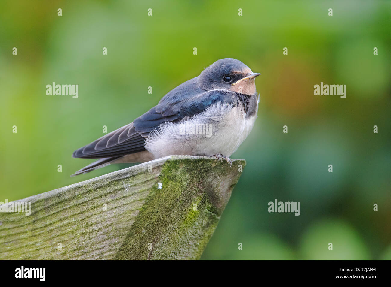 Rauchschwalbe Jugendlicher Stockfoto