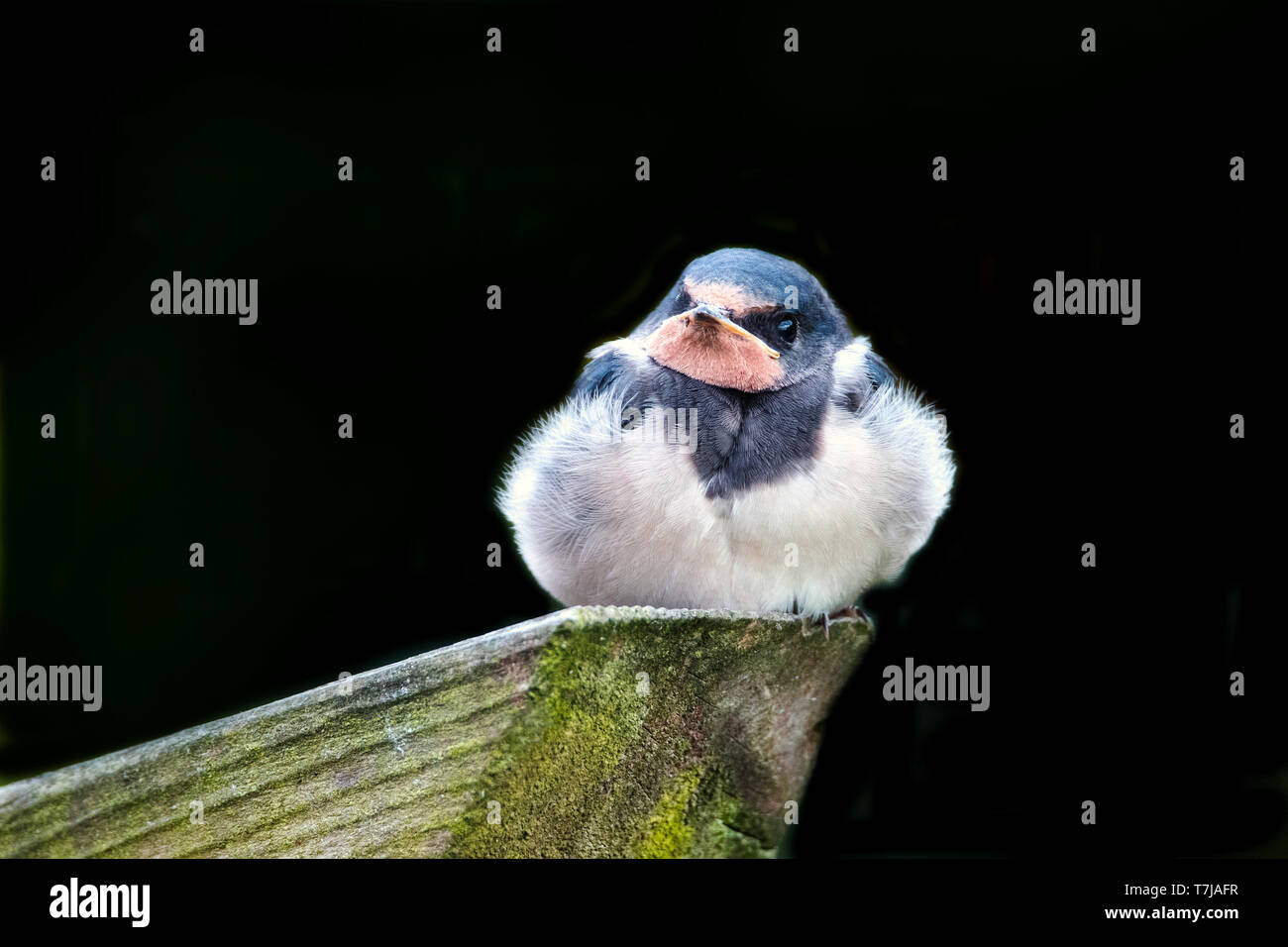 Rauchschwalbe Jugendlicher Stockfoto