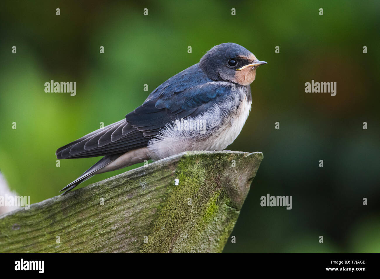 Rauchschwalbe Jugendlicher Stockfoto