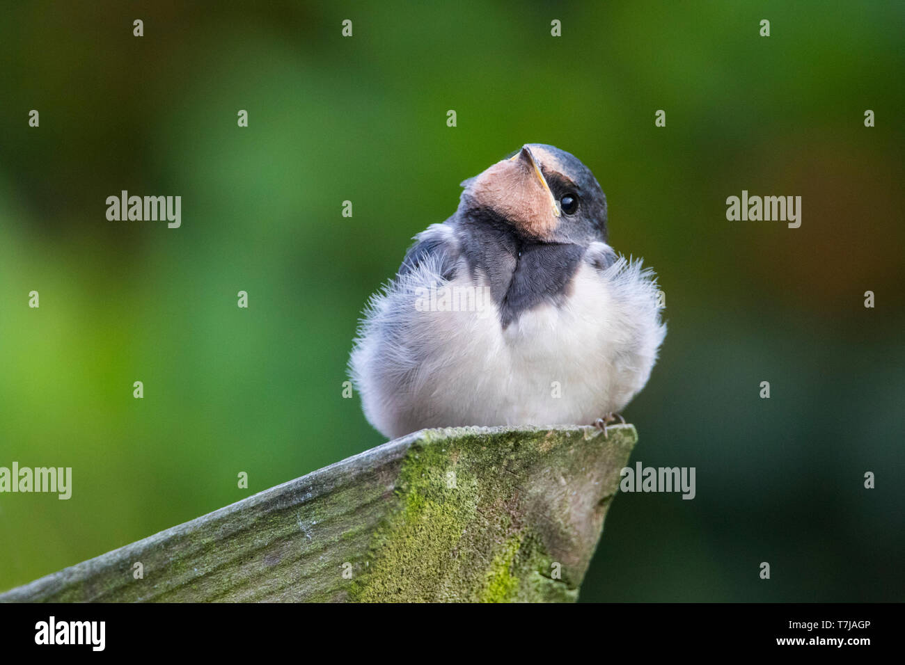 Rauchschwalbe Jugendlicher Stockfoto