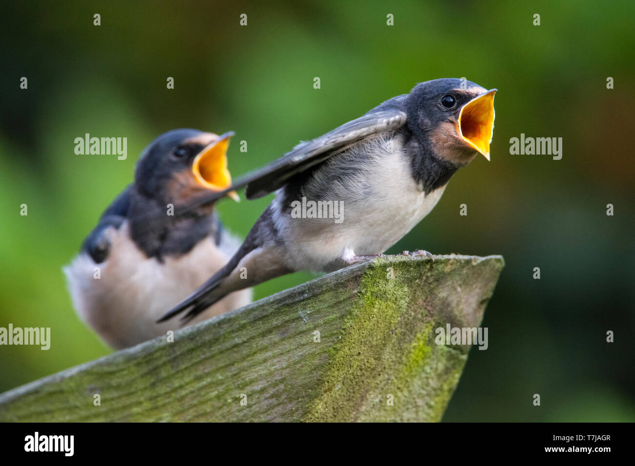 Rauchschwalbe Jugendlicher Stockfoto