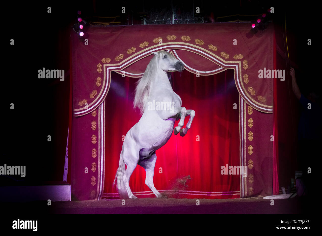 Pura Raza Espanola, Andalusischen. Graue Hengst in einem Zirkus, Aufzucht, vor einem roten Vorhang. Österreich Stockfoto