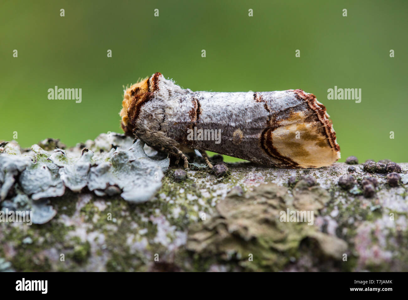 Buff-Tipp; Phalera bucephala Stockfoto