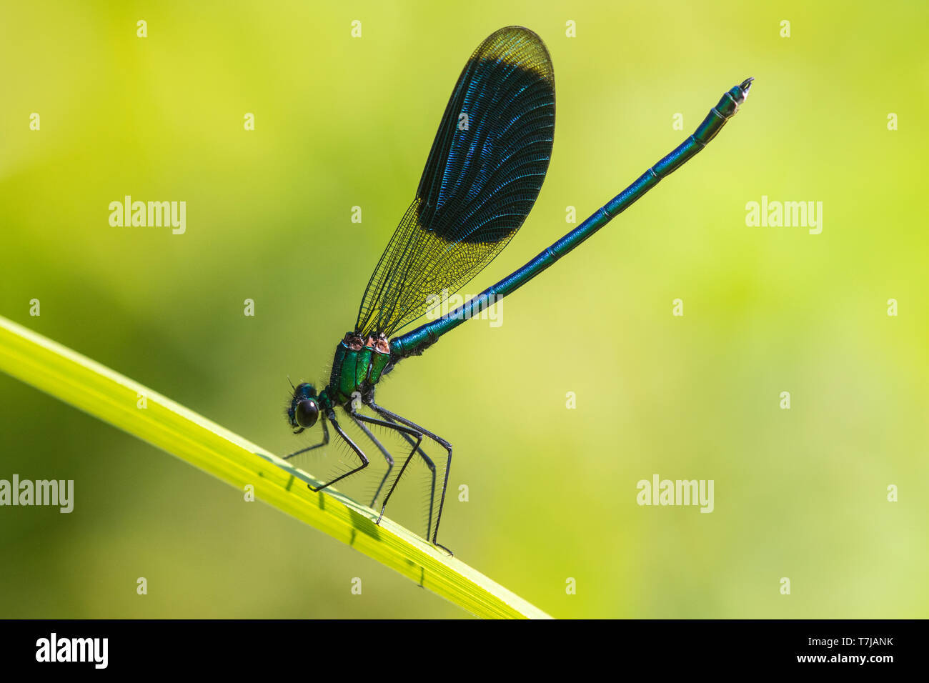 Männliche gebändert Demoiselle Stockfoto