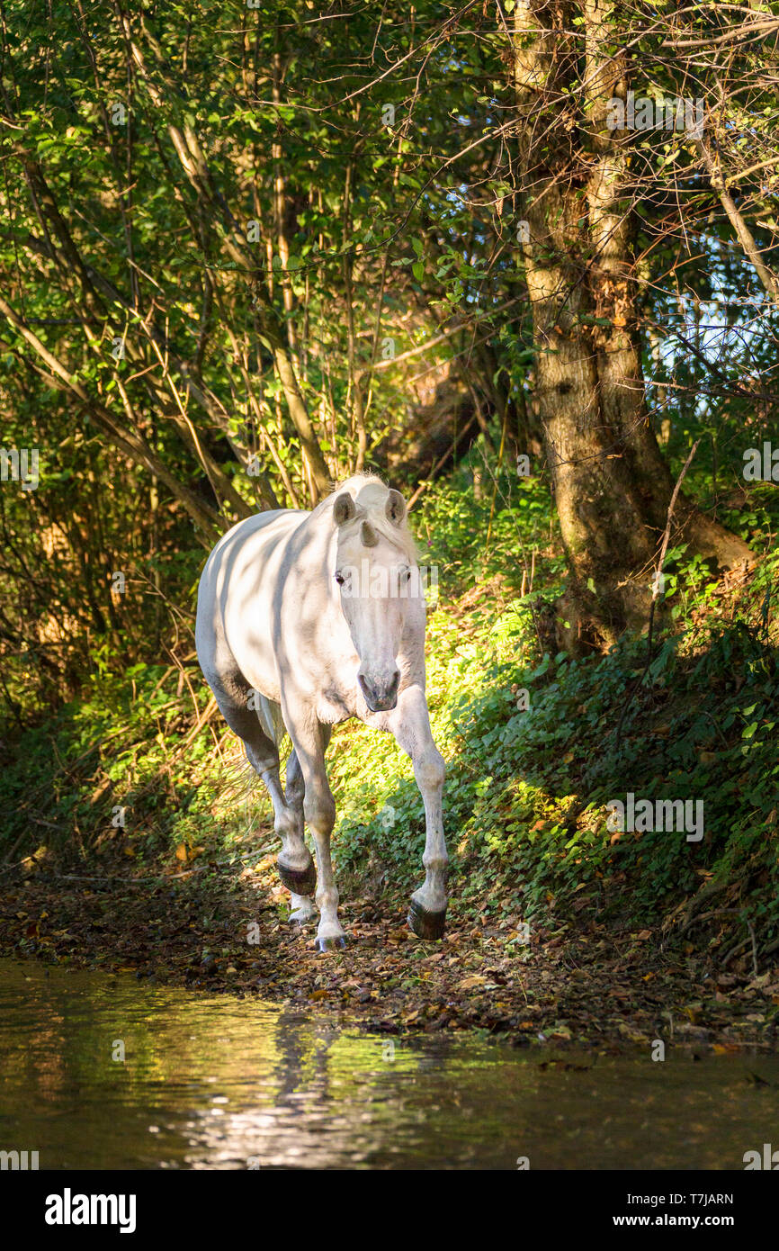 Einhorn (Reine Spanische Pferd mit angehängten Horn) zu Fuß in einem Wald. Deutschland Stockfoto