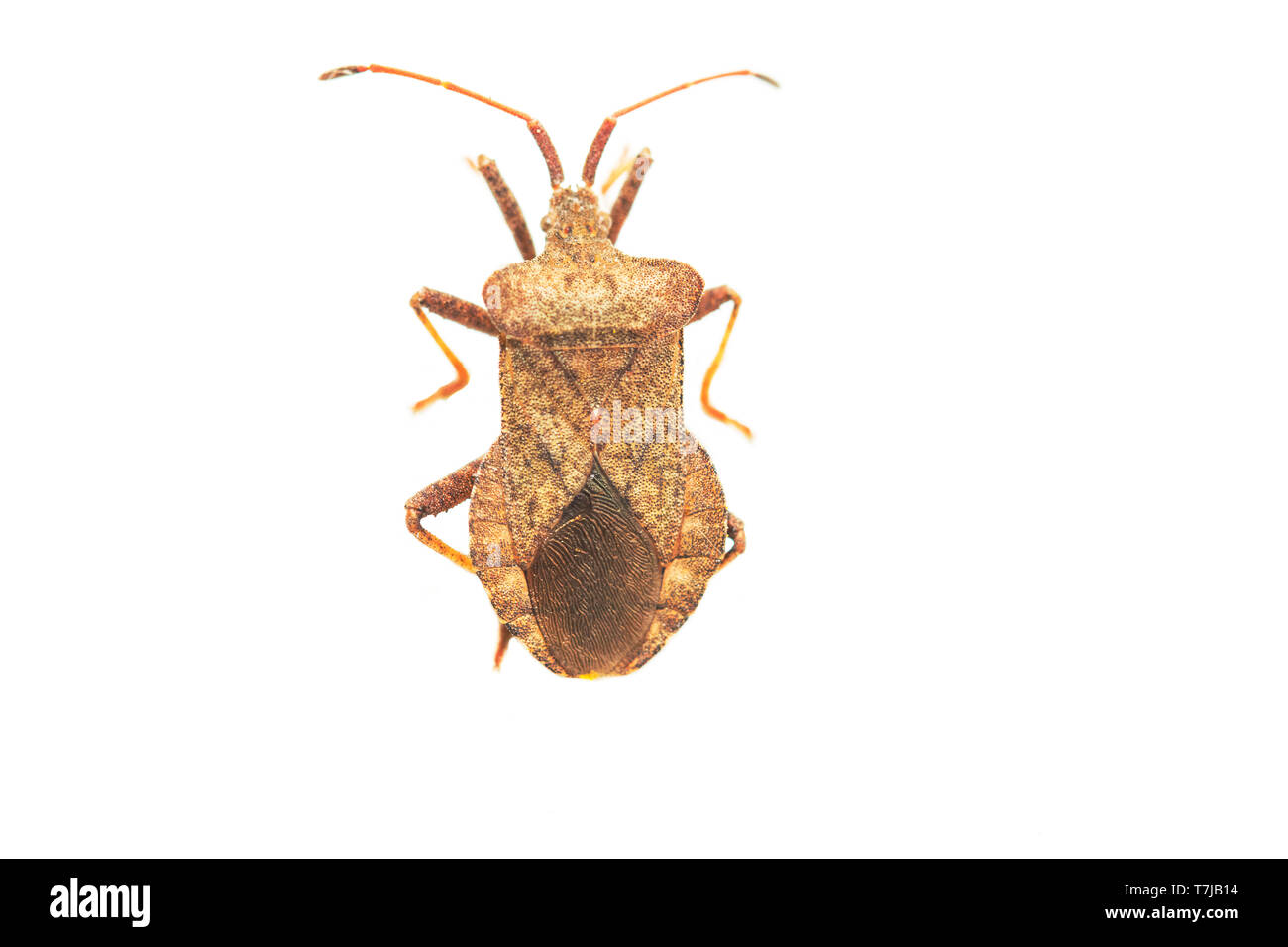 Dock Bug, Coreus marginatus Stockfoto