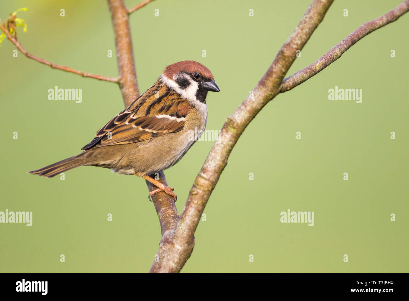 Eurasische Baum Sperling, Passer montanus Stockfoto