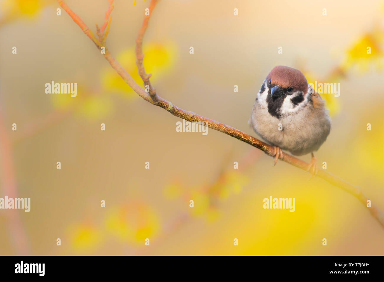 Eurasische Baum Sperling, Passer montanus Stockfoto