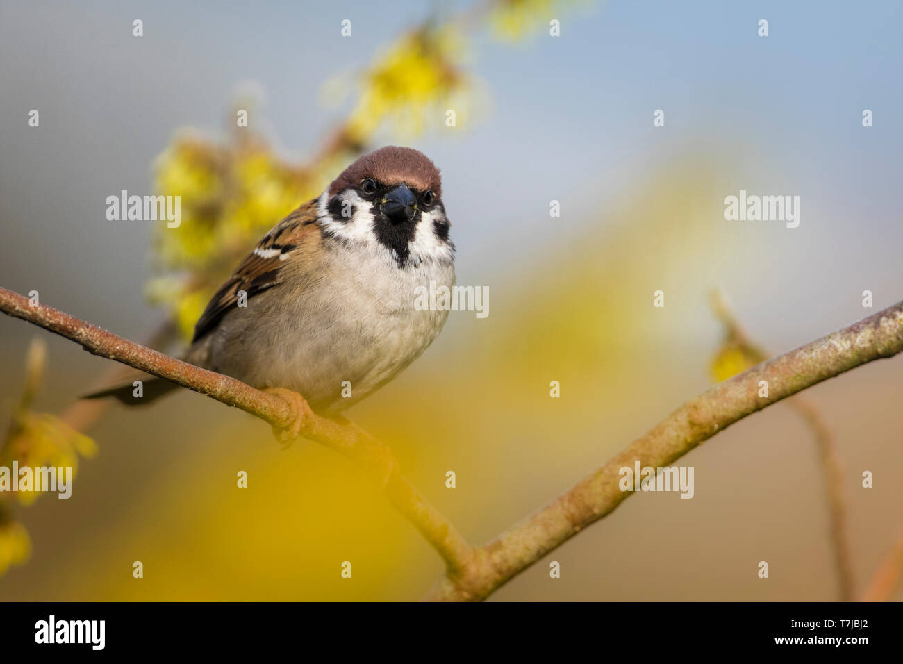 Eurasische Baum Sperling, Passer montanus Stockfoto