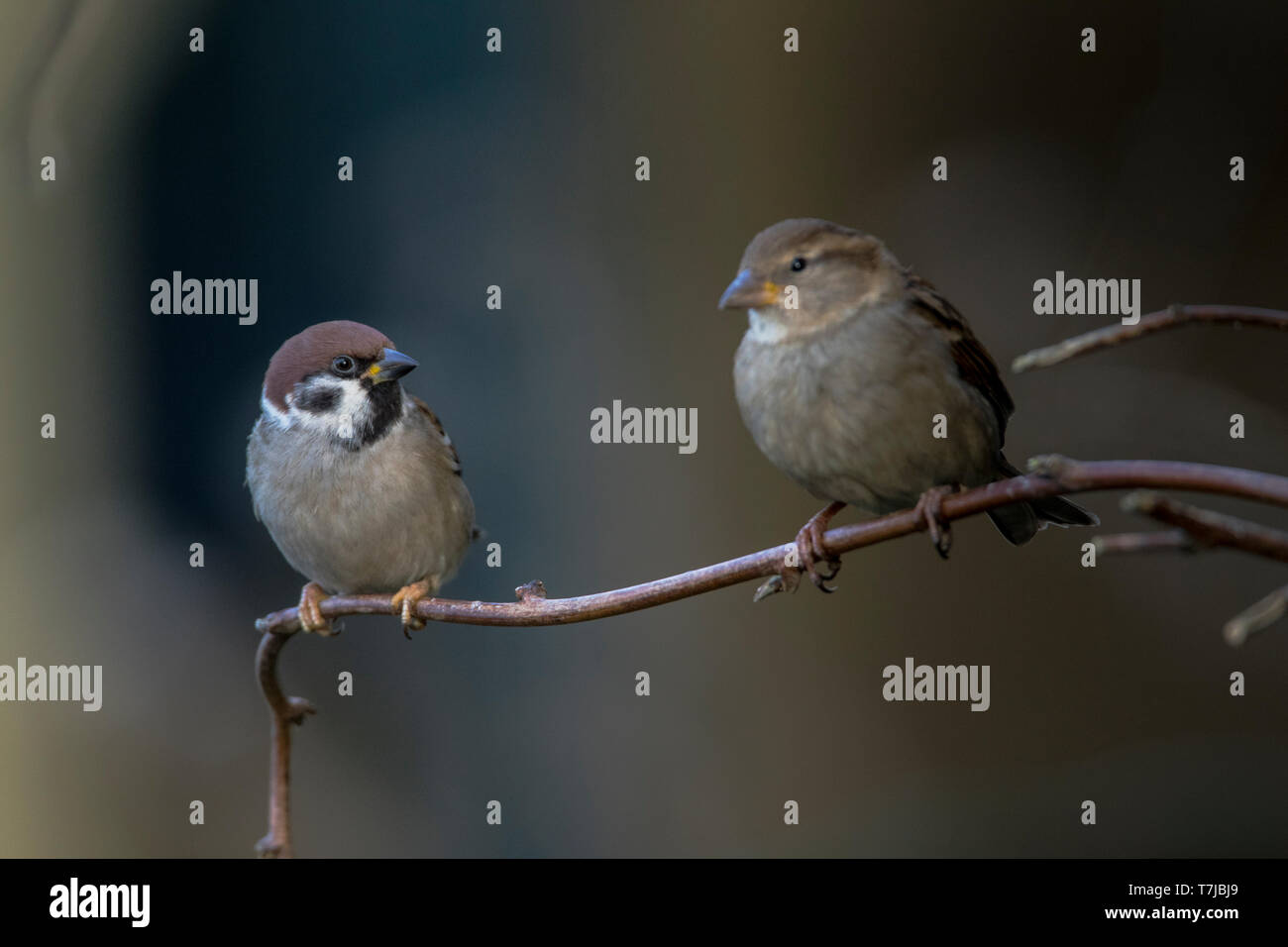 Eurasische Baum Sperling, Passer montanus Stockfoto