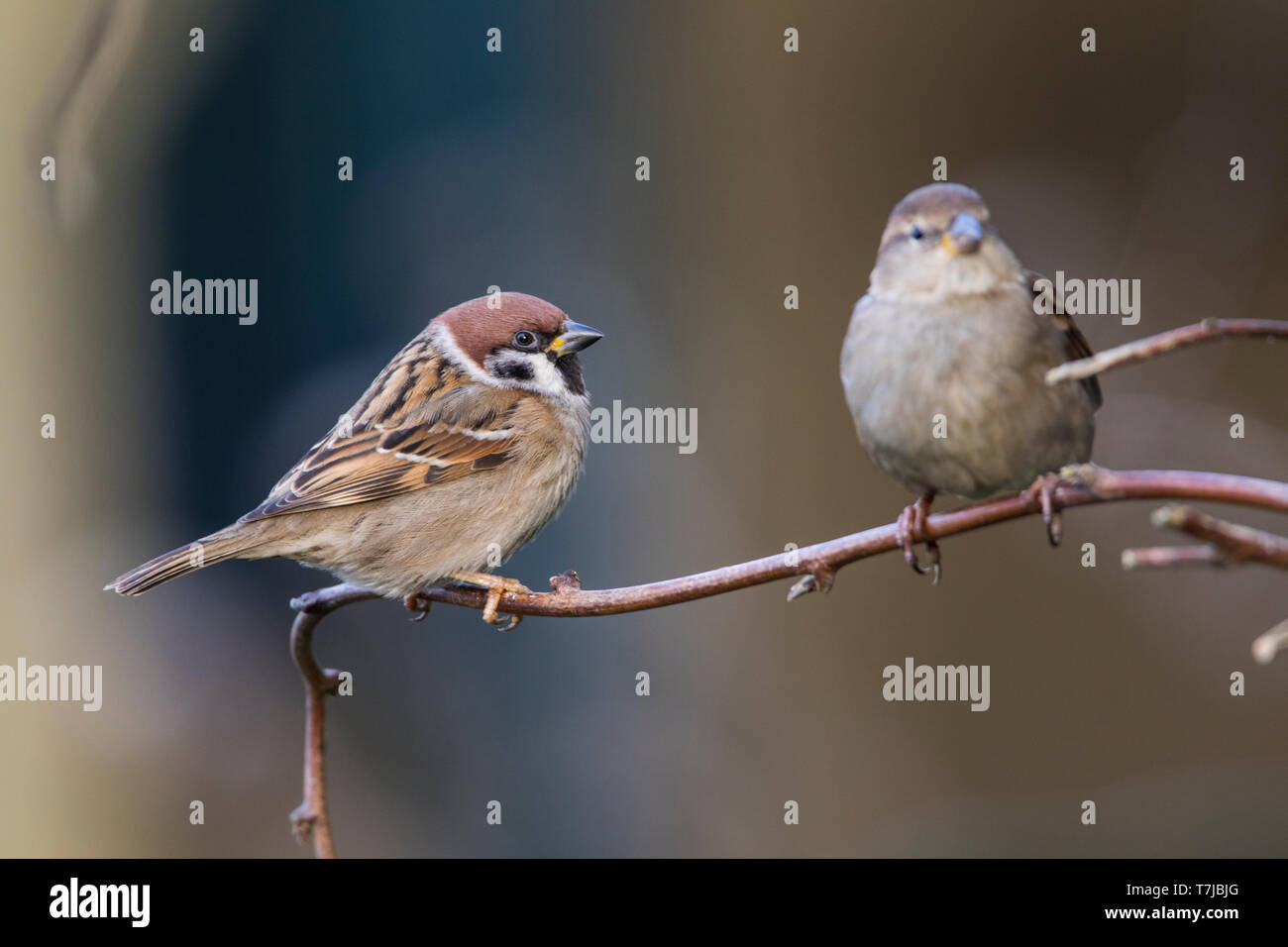 Eurasische Baum Sperling, Passer montanus Stockfoto