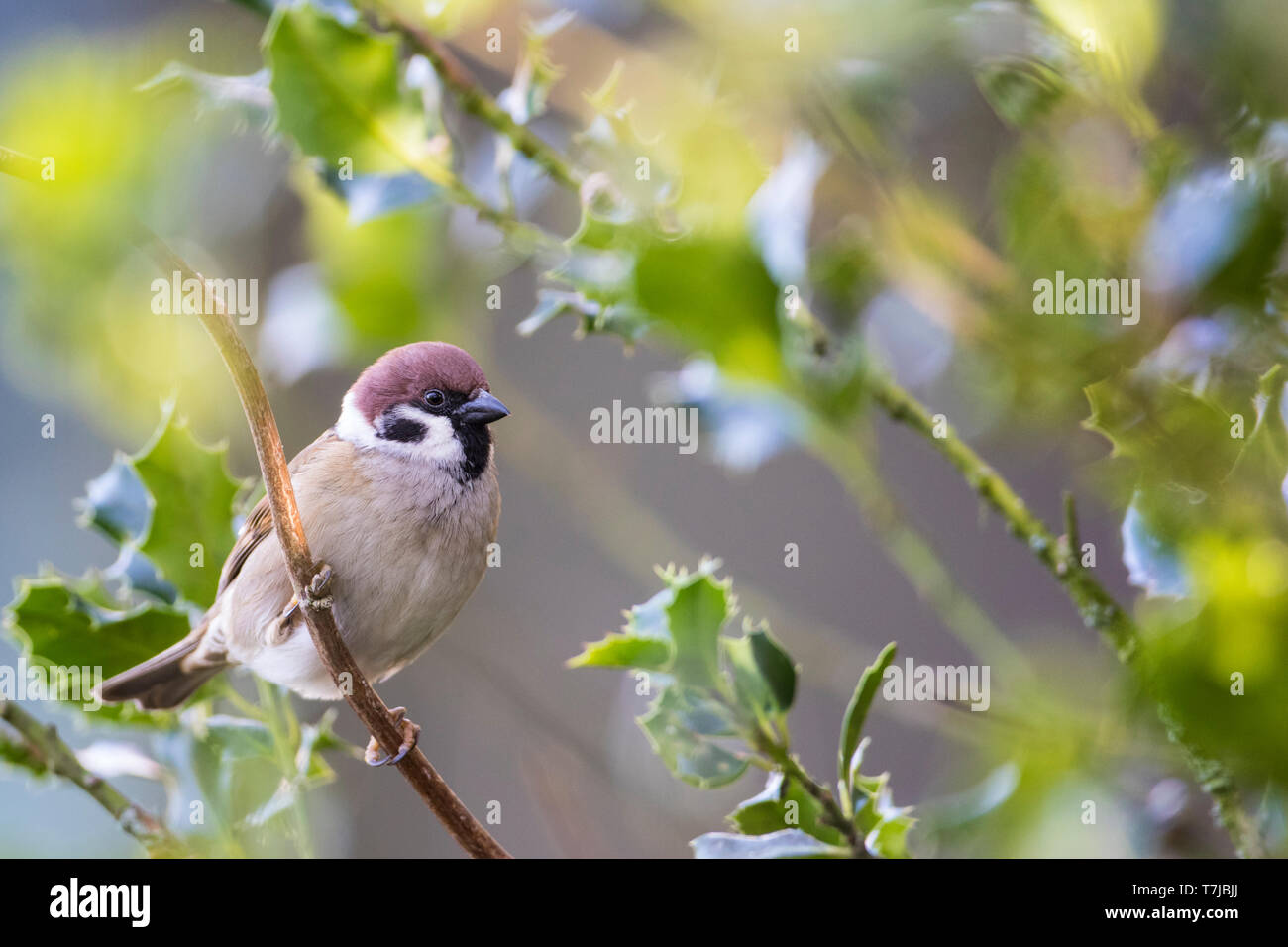 Eurasische Baum Sperling, Passer montanus Stockfoto