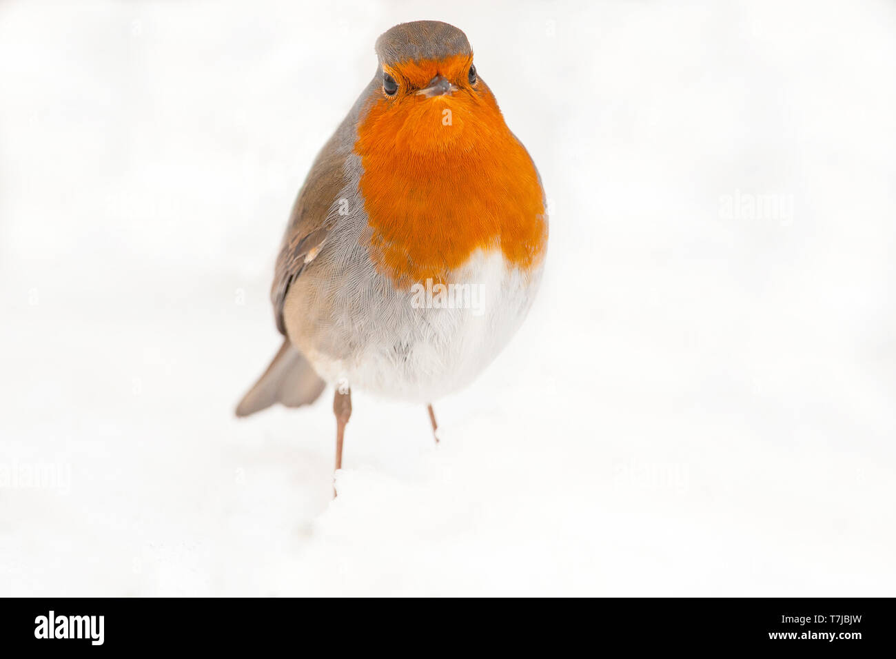 Europäische Robin; Erithacus rubecula Stockfoto