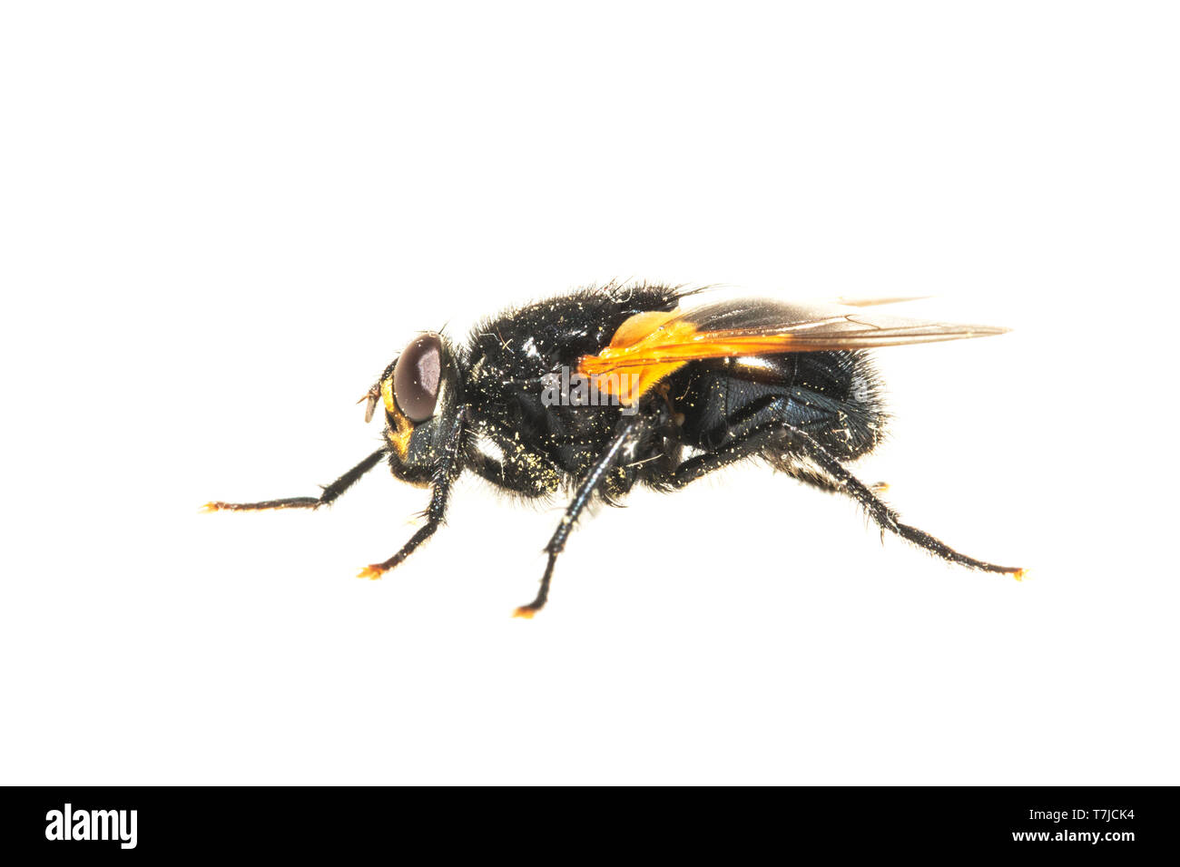 12:00 Uhr fliegen, Mesembrina Meridiana Stockfoto