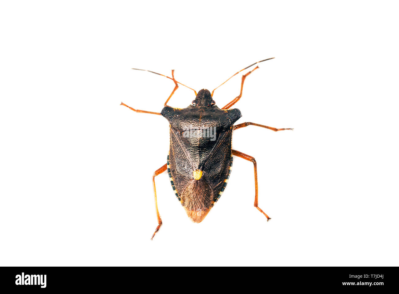 Red-legged Shieldbug, Pentatoma rufipes Stockfoto