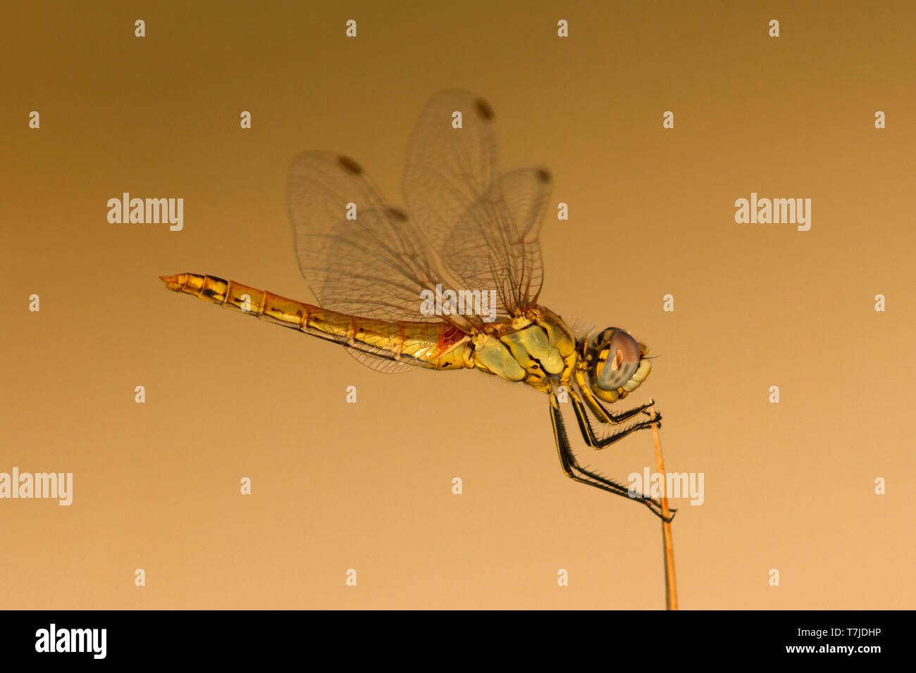 Rot-veined Darter, Sympetrum fonscolombii Stockfoto