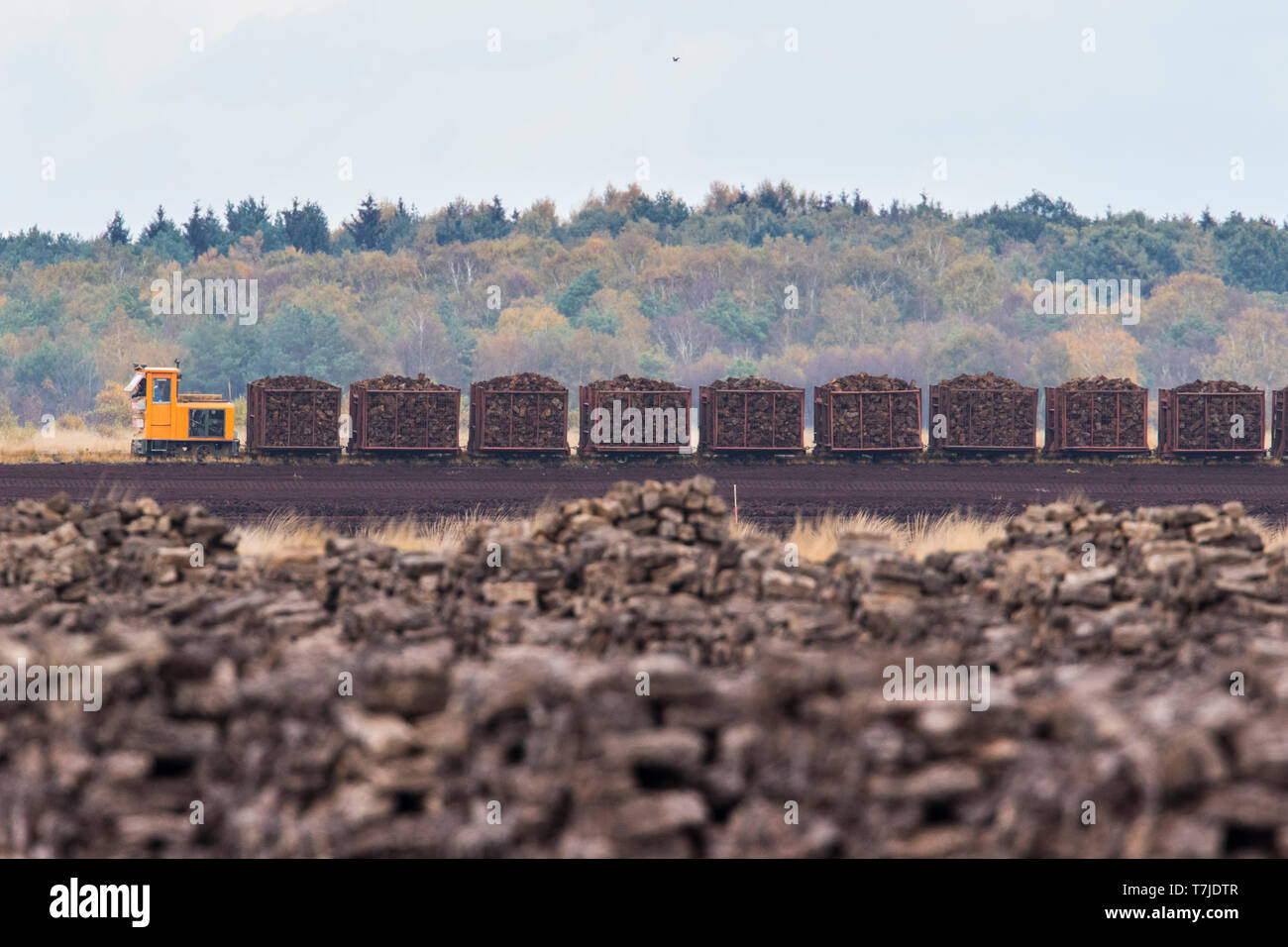 Rasen Zug am Moorbecken in Diepholz, Deutschland Stockfoto