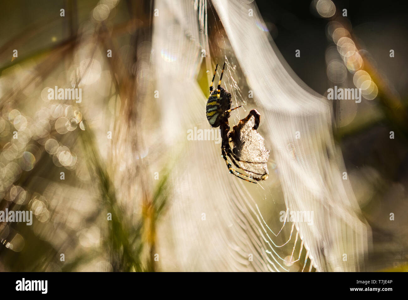 Wasp Spider Argiope bruennichi Stockfoto