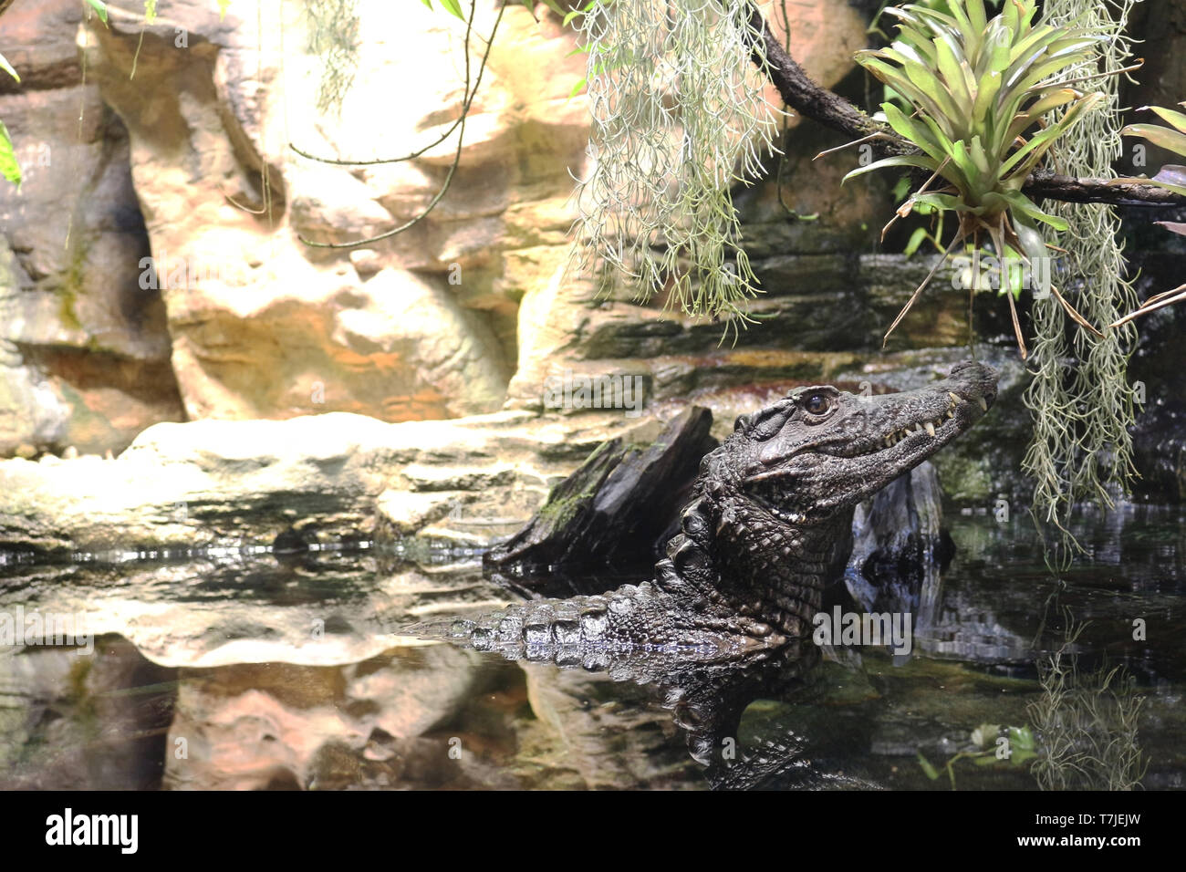 Alligator-Açu lauert, getarnt zwischen Vegetation und Felsen. Stockfoto