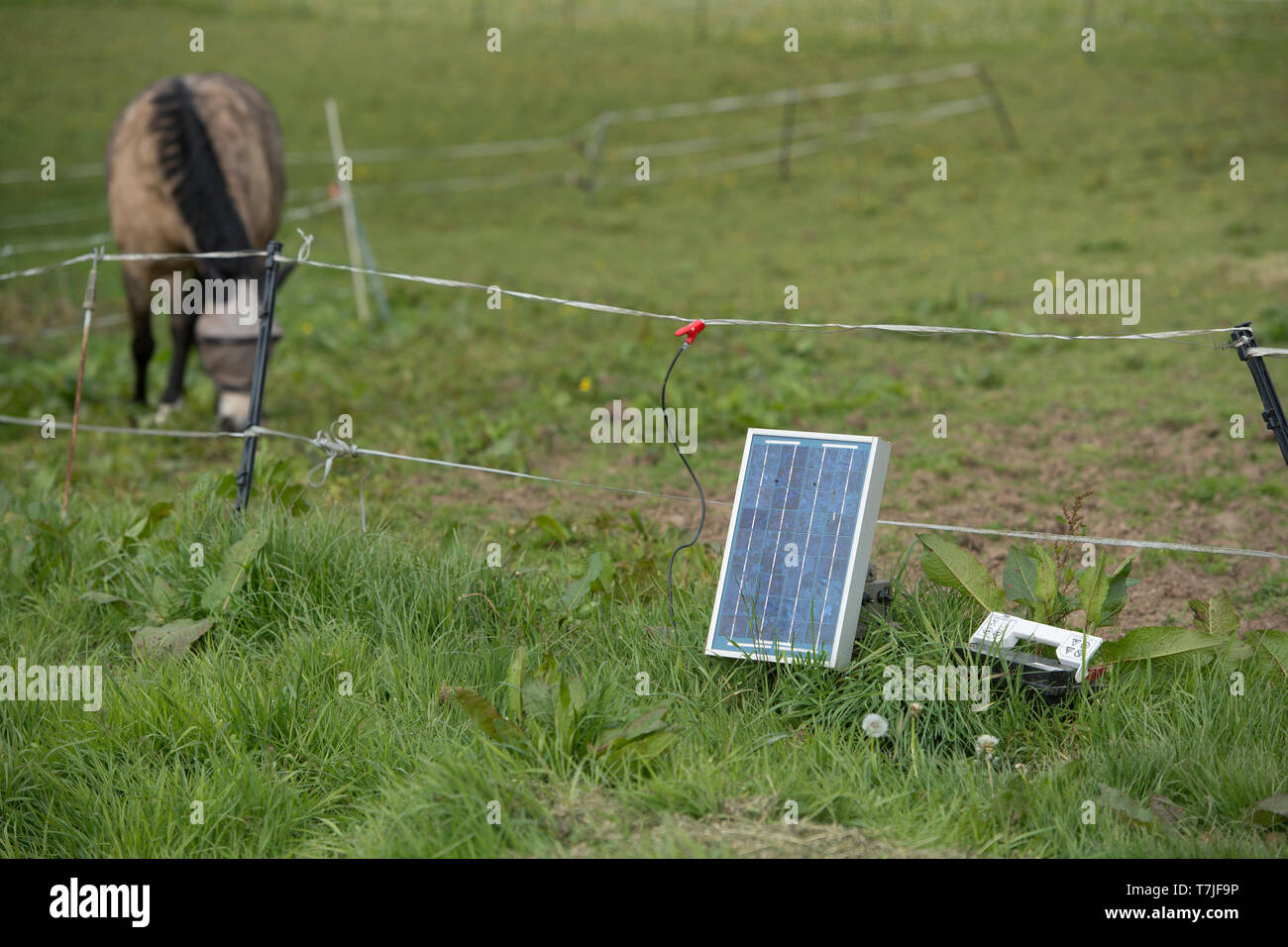 Solar Electric Fechten mit Pferd angetrieben Stockfoto