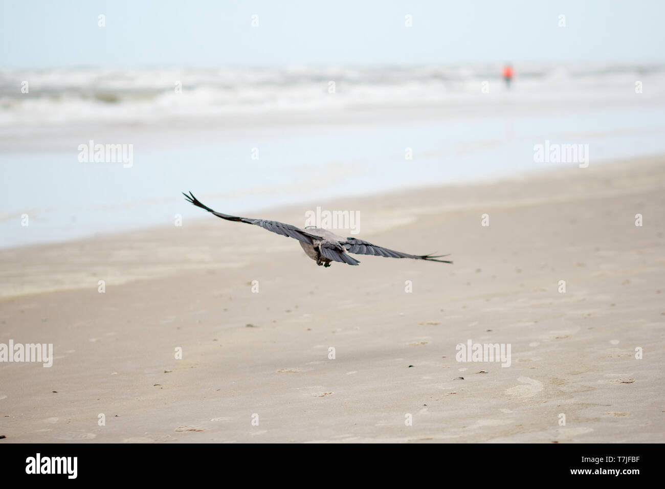 Fliegender Vogel am Strand Vejers Dänemark/fliegenden Vogel am Strand Dänemark Stockfoto