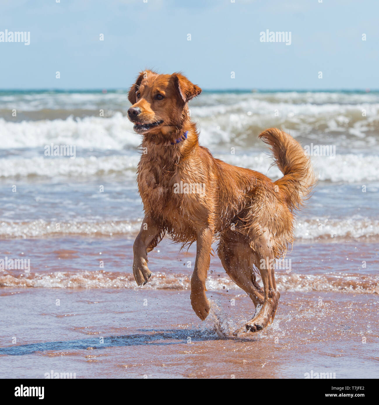 Golden Retriever spielen am Strand Stockfoto