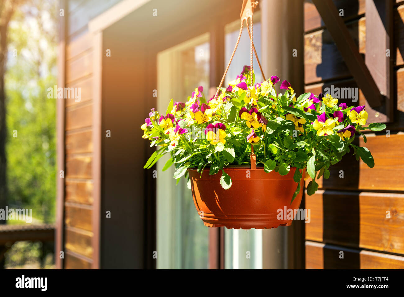 Topf mit bunten Stiefmütterchen Blumen hängend auf Haus Außenwand Stockfoto