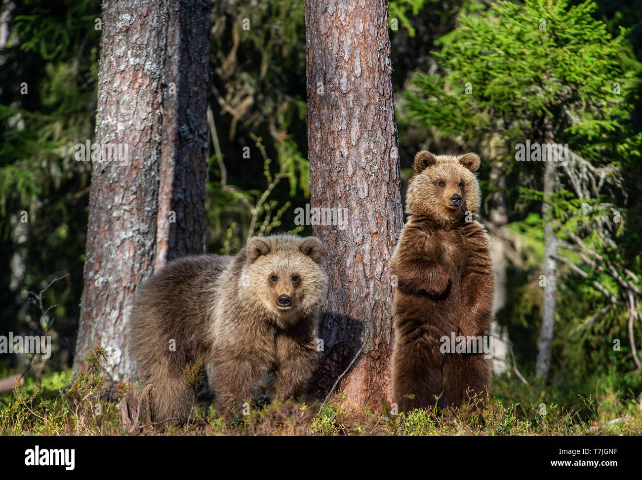 Cubs von Braunbär im Sommer Wald. Natürlicher Lebensraum. Wissenschaftlicher Name: Ursus arctos. Stockfoto