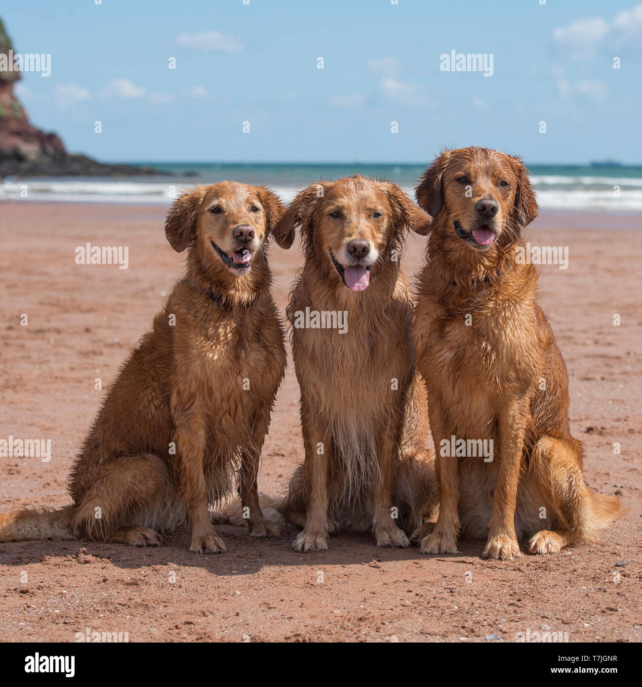 Drei Golden Retriever am Strand Stockfoto