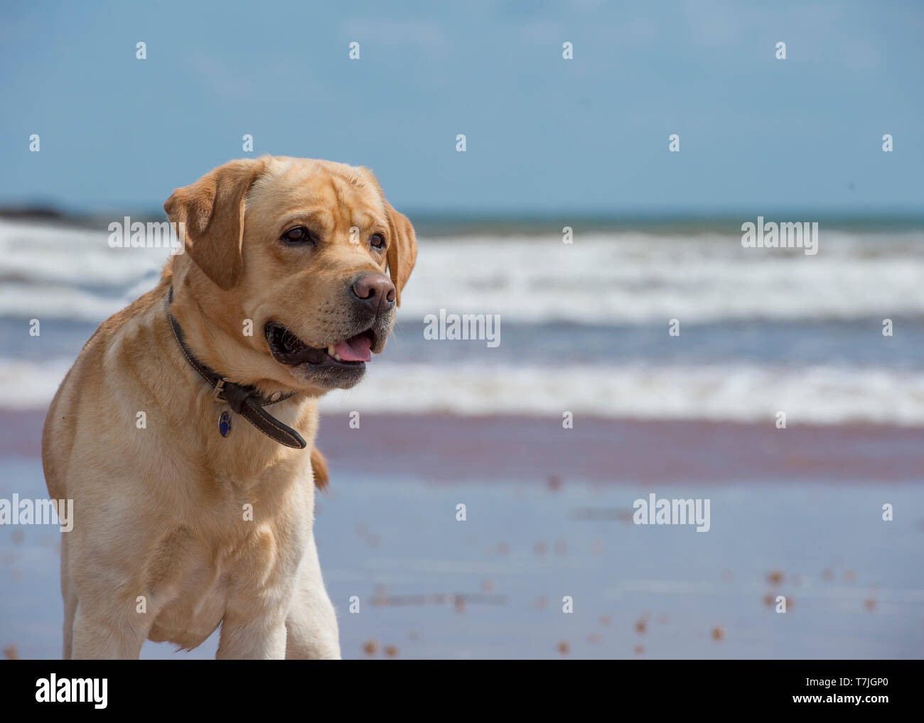 Gelbe Labrador Retriever Hund am Strand Stockfoto