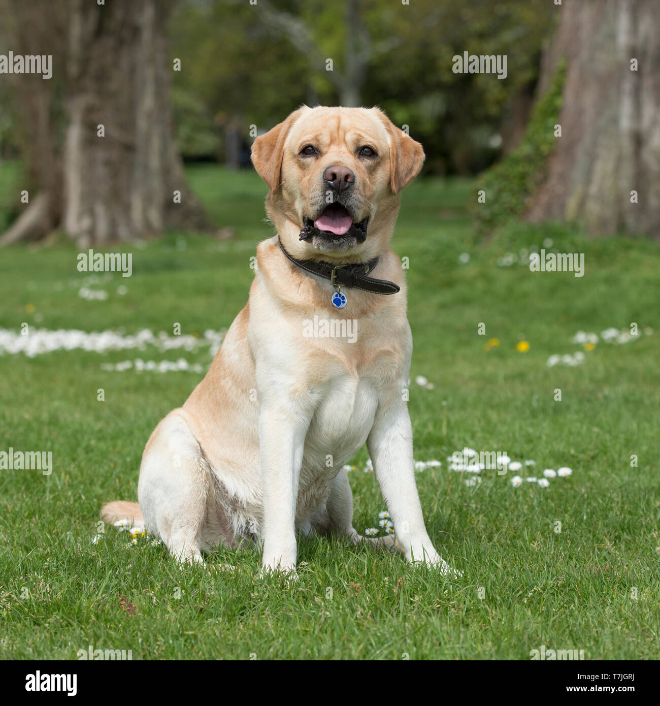 Labrador Retriever, gelb Stockfoto